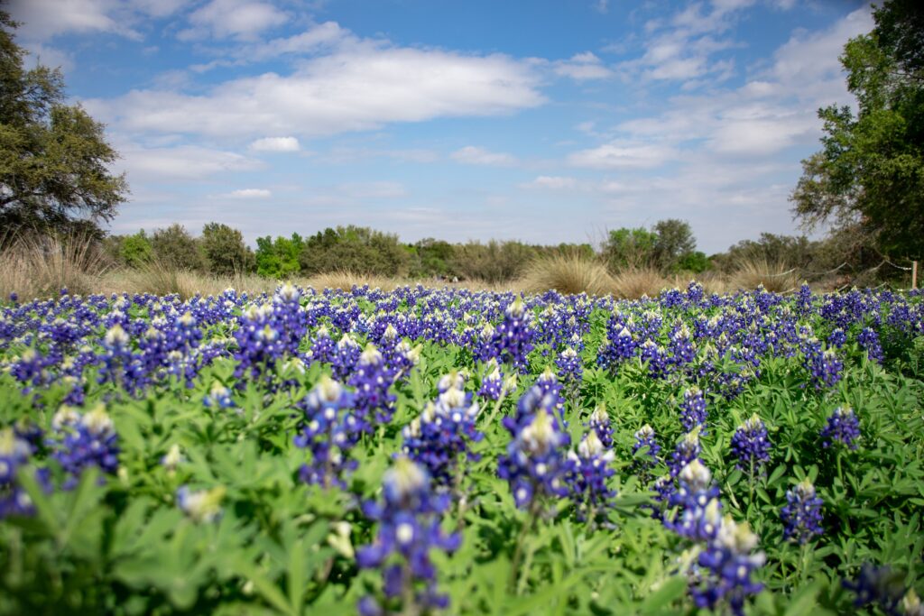 A picturesque field of bluebonnets in full bloom under a bright blue sky, capturing the essence of spring.